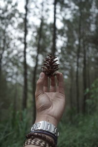 Midsection of person holding plant in forest