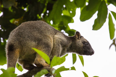 Close-up of a lumholtz tree kangaroo on tree