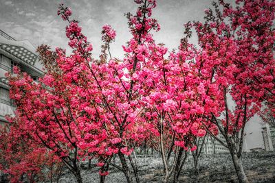 Pink flowers blooming on tree