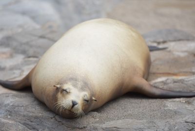 Close-up of sea lion