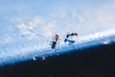 Close-up of spider