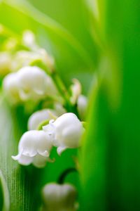 Close-up of flowers blooming outdoors