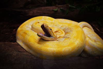 Close-up of yellow snake
