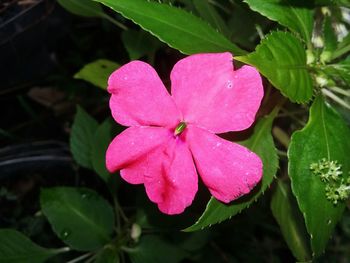 Close-up of pink flower