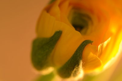 Close-up of yellow flower