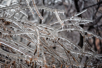 Close-up of frozen plants on land