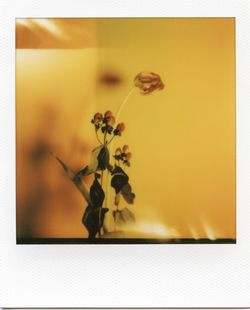 Close-up of yellow flowering plant in vase