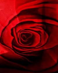 Full frame shot of rose