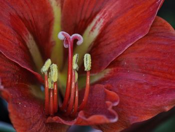 Close-up of red flower