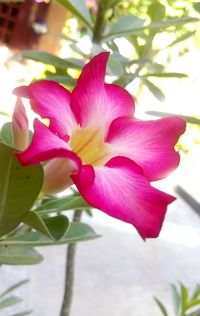 Close-up of pink flower