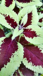 Close-up of maple leaf