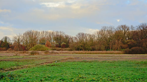 Trees on field against sky