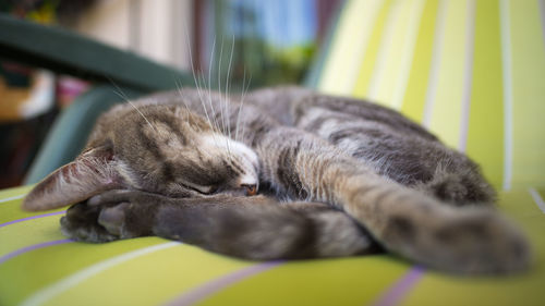 Close-up of cat sleeping