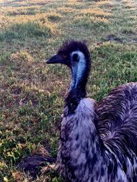Close-up of duck on field