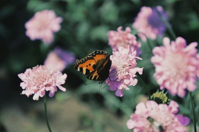 Close-up of butterfly pollinating flower