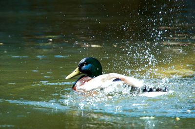 Duck swimming in lake