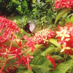 Close-up of insect on red flowers