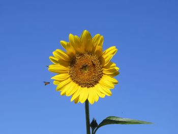 Close-up of sunflower against blue sky