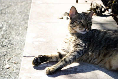 Cat sitting outdoors