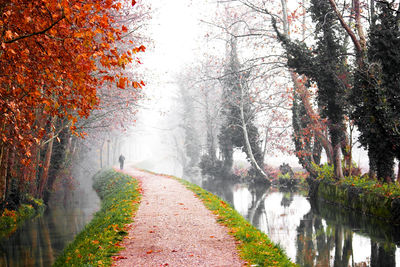 Footpath amidst trees during autumn