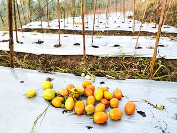 High angle view of fruits on snow