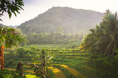 Scenic view of agricultural field against sky