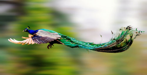 Close-up of a peacock bird flying