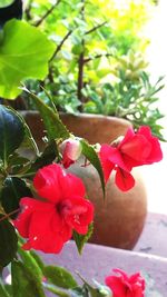 Close-up of pink flowers