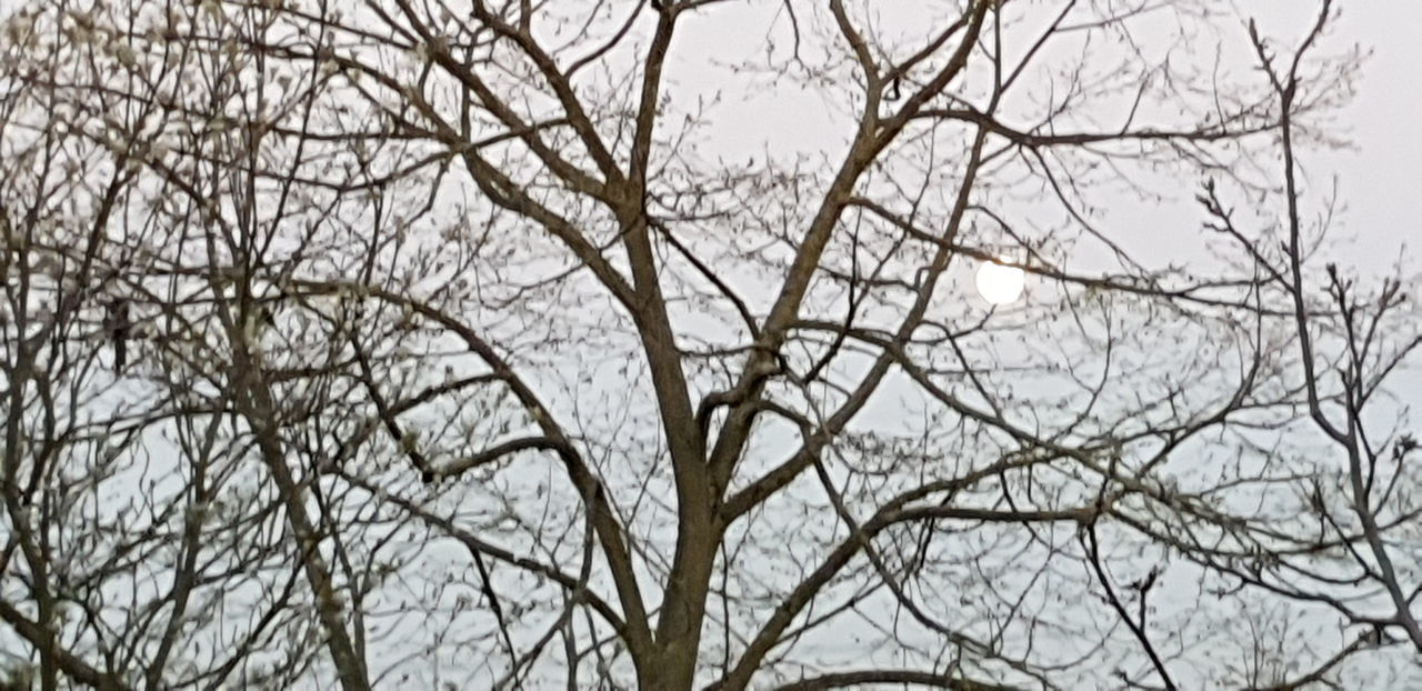 LOW ANGLE VIEW OF FROZEN BARE TREE AGAINST SKY