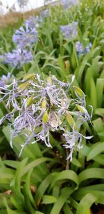 Close-up of purple flowering plant