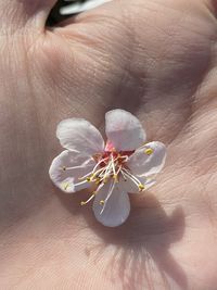 Close-up of hand holding white flower