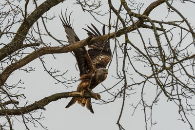 Low angle view of eagle perching on branch