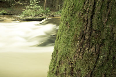 Close-up of moss on tree trunk