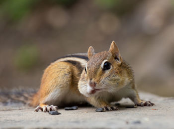 Close-up of squirrel