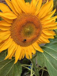Close-up of honey bee on sunflower