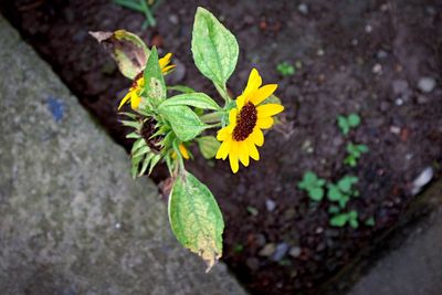 Close-up of yellow flower