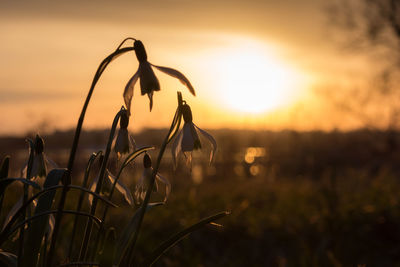 Close-up of crops on field against sky during sunset