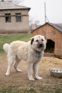 Close-up of dog