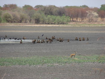 View of sheep on field