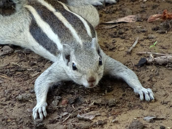 Close-up of chipmunk on field