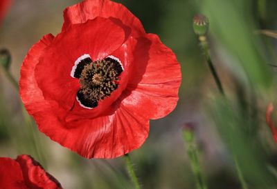 Close-up of red poppy flower