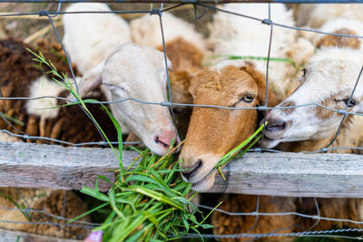 Close-up of sheep eating leaves through fence