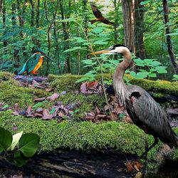 Gray heron perching on a tree