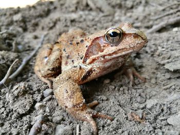 Close-up of lizard on rock