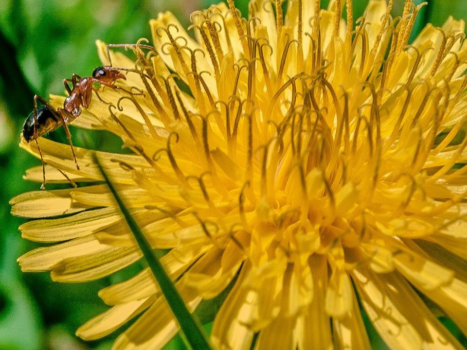 flower, yellow, growth, freshness, close-up, flower head, fragility, petal, plant, nature, beauty in nature, focus on foreground, sunflower, single flower, outdoors, blooming, selective focus, day, no people, botany