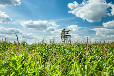 Hunting platform set in a corn field, white clouds on a blue sky