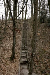 Staircase of bare trees in forest