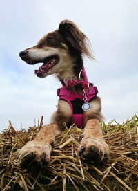 Low angle view of dog sitting against sky