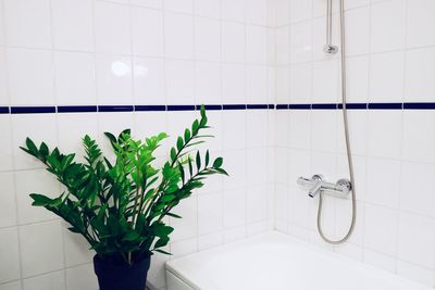 Potted plant on tiled floor at home