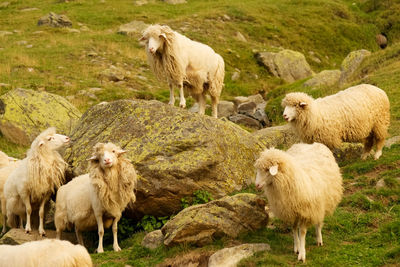 Sheep in farm